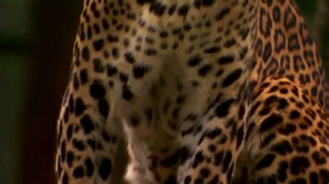 National Geographic TV Spot, 'Save Big Cats: Leopard' featuring Filipe DeAndrade