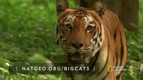 National Geographic TV Spot, 'Save Big Cats: Tiger' Feat. Filipe DeAndrade