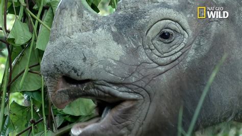 National Geographic TV Spot, 'Save the Sumatran Rhino'