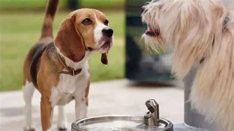 OraVet Dental Hygiene Chews TV Spot, 'Bad Breath' Song by Three Dog Night created for OraVet