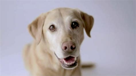 Partners For Healthy Pets TV Spot, 'Snuggle Buddy'