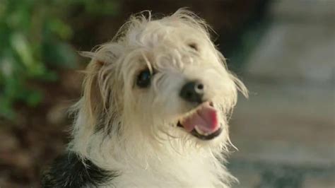 Pedigree TV Spot, 'Bandit's First Owner' created for Pedigree