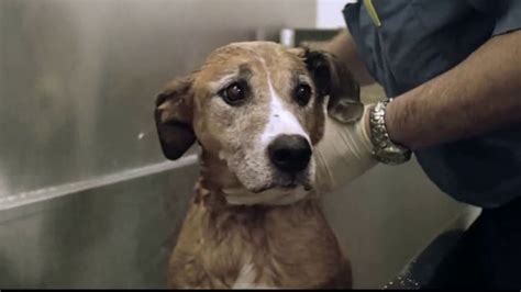 Pedigree TV Spot, 'Rescued' created for Pedigree