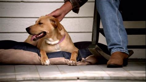 Pedigree TV Spot, 'Shelter Dogs' created for Pedigree