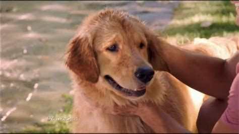 PetSmart Fourth of July Sale TV commercial