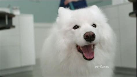 PetSmart Grooming TV commercial - Baby, Theyre Worth It