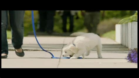 PetSmart Puppy Starter Kit TV commercial - Puppies