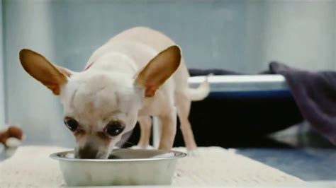PetSmart TV commercial - Buy a Bag, Give a Meal