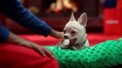 PetSmart TV commercial - Holidays: The Season of Spoiling: Free Same-Day Delivery