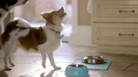 PetSmart TV commercial - Memorable Mealtimes