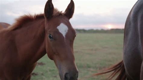 Platinum Performance TV Spot, 'It Starts Within: Nichols Quarter Horses'