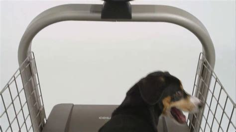 Pro-Form Dog Treadmill by Cesar Milan TV Commercial created for ProForm