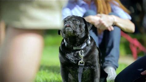 Purina Pro Plan P5 Dog Training App TV Spot, 'Animal Planet: Bella shows Pugsly'