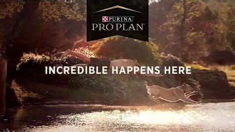 Purina Pro Plan Sport TV Spot, 'It All Starts Here' created for Purina Pro Plan
