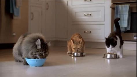 Purina TV Commercial For Cat Chow Complete Featuring The Hutchison Family featuring Billy Sanford