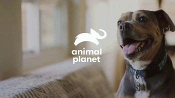 Resolve Carpet Cleaner TV Spot, 'Animal Planet: Rigatoni'