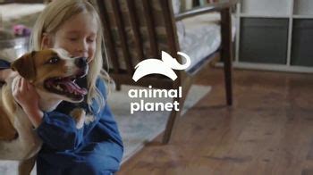 Resolve Pet Expert TV Spot, 'Animal Planet: Champion'