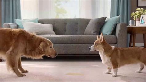 Resolve Pet Expert TV Spot, 'Max and Cooper'