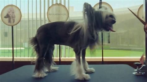 Rosetta Stone TV Spot, 'There's a Word for That: Dog Grooming' featuring Lin Gallagher