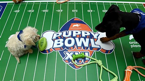 Rover.com TV Spot, 'Animal Planet: Puppy Bowl Sunday' featuring Kasey Marr