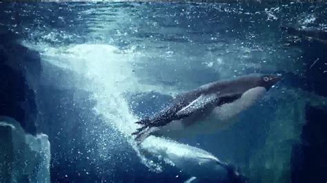 SeaWorld TV Spot, 'The Sea' created for SeaWorld