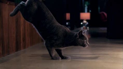 Sheba TV Spot, 'Dancing' Feat. Eva Longoria, Song by Della Reese created for Sheba