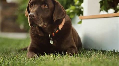 Simply Orange TV commercial - Fetch With Mans Best Friend