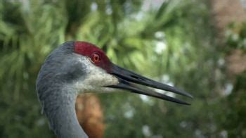 Smithsonian Conservation Biology Institute TV Spot, 'Bird' Ft. Jimmy Carter created for Smithsonian National Zoo Conservation Biology Institute
