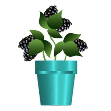 Sweet Dream Blackberries Blackberry Plant
