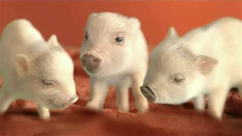 The Home Depot Carpet TV commercial - Little Piggies