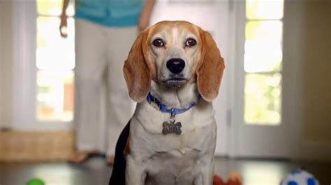 The Shelter Pet Project TV Spot, 'Everyday People'