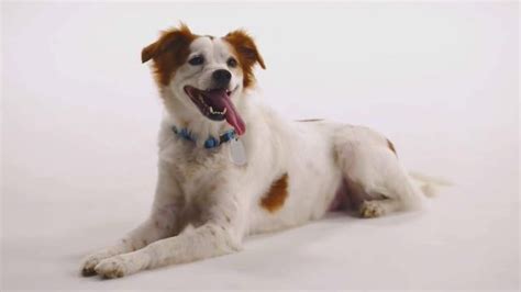 The Shelter Pet Project TV Spot, 'Meet Molly'