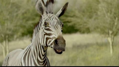 The Zebra TV Spot, 'We Are the Zebra'
