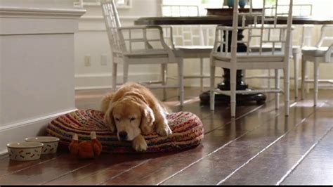 Wag! TV Spot, 'On-Demand Dog-Walking' Featuring Olivia Munn