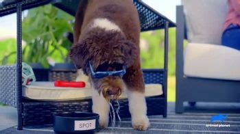 Wayfair TV Spot, 'Animal Planet: Pet-Friendly Backyard' created for Wayfair