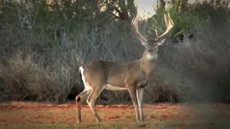 Whitetail Institute of North America TV Spot, 'More Deer'