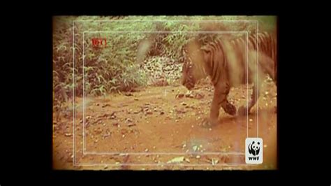 World Wildlife Fund TV Commercial 'Poachers' created for World Wildlife Fund
