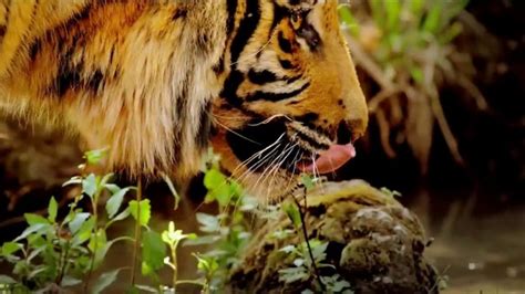 World Wildlife Fund TV commercial - Discovery Project C.A.T.: Roar of the Tiger