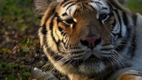 World Wildlife Fund TV Spot, 'Love It or Lose It: Love Me Tender' Song by K.S. Rhoads