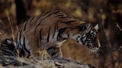 World Wildlife Fund TV Spot, 'Magnificent Tiger' Song by Jason Mraz