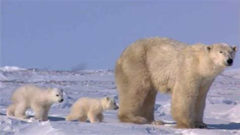 World Wildlife Fund TV commercial - Parents