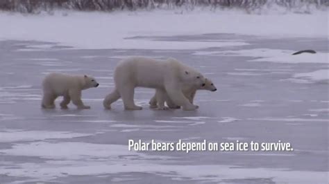 World Wildlife Fund TV Spot, 'Polar Bears' Featuring Lang Lang created for World Wildlife Fund