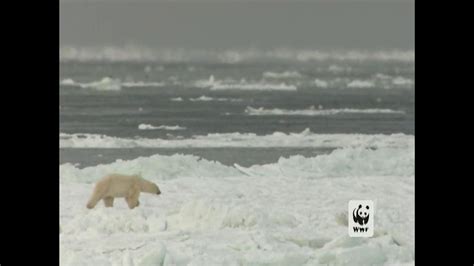 World Wildlife Fund TV commercial - Polar Bears: Look Closely