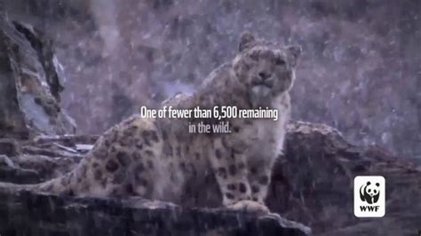 World Wildlife Fund TV commercial - Snow Leopards Are Being Killed