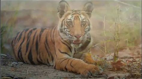 World Wildlife Fund TV Spot, 'Tiger: Protect' Song by Jason Mraz